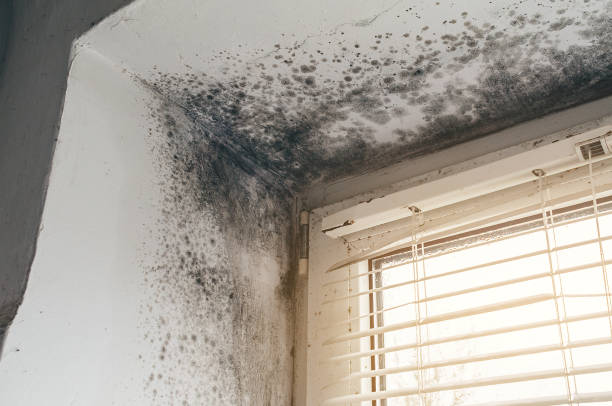Affordable Mold Remediation solutions in Salisbury, NC